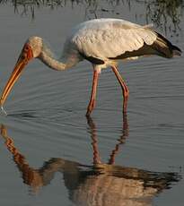 Tantale ibis