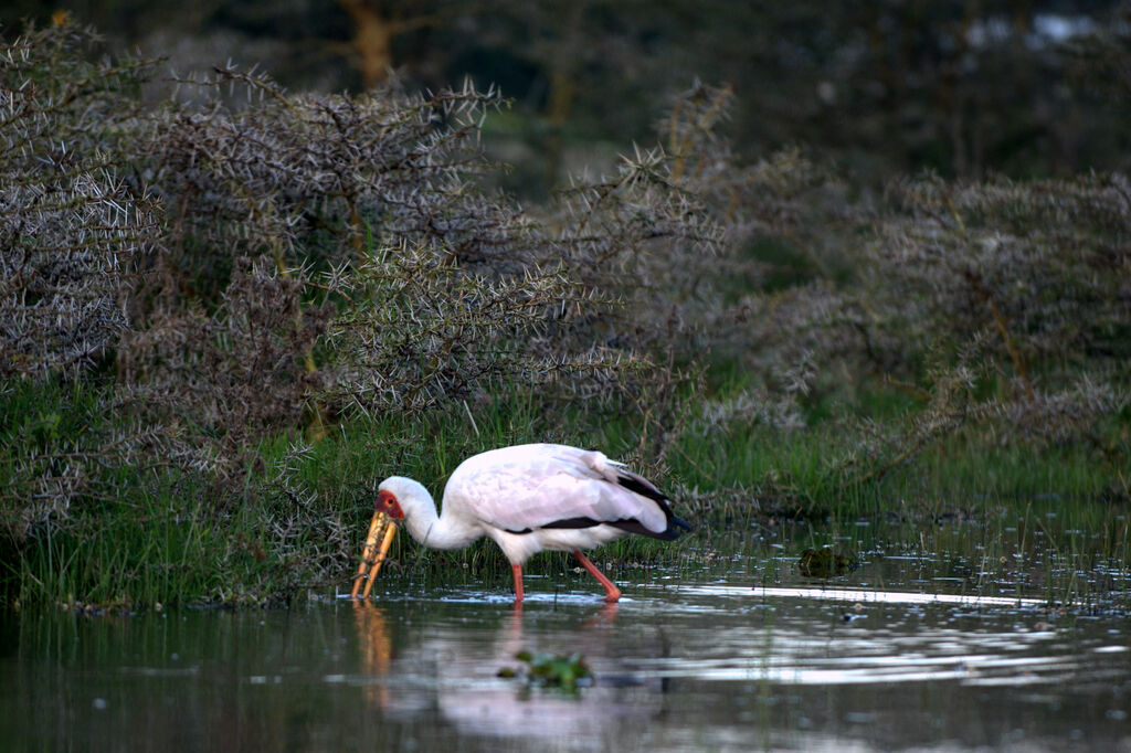 Yellow-billed Stork