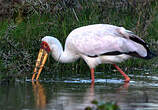 Tantale ibis