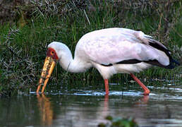 Yellow-billed Stork