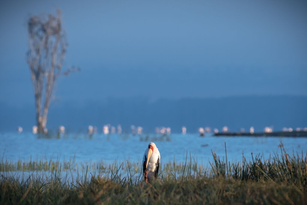 Yellow-billed Stork