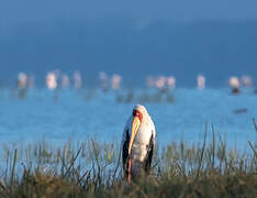 Yellow-billed Stork