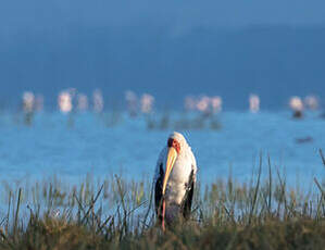 Tantale ibis