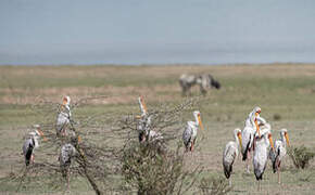 Yellow-billed Stork