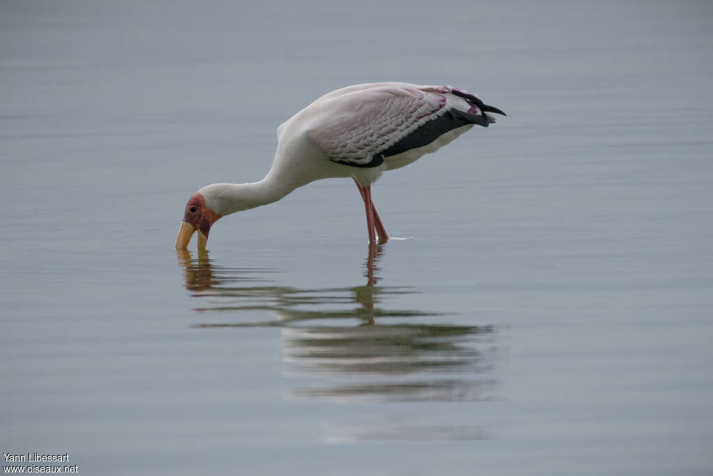 Yellow-billed Storkadult, fishing/hunting