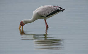 Yellow-billed Stork