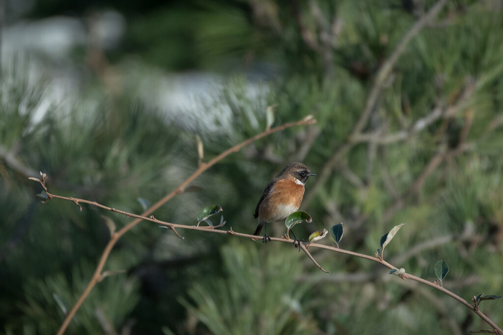 European Stonechat