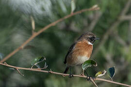 European Stonechat