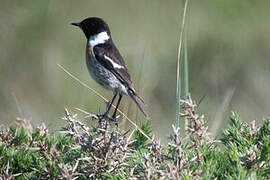 European Stonechat