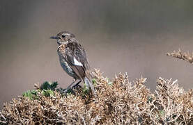 European Stonechat