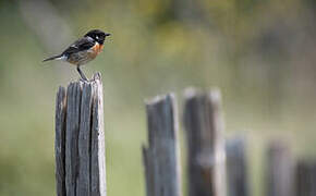 European Stonechat