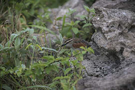 Brown-crowned Tchagra