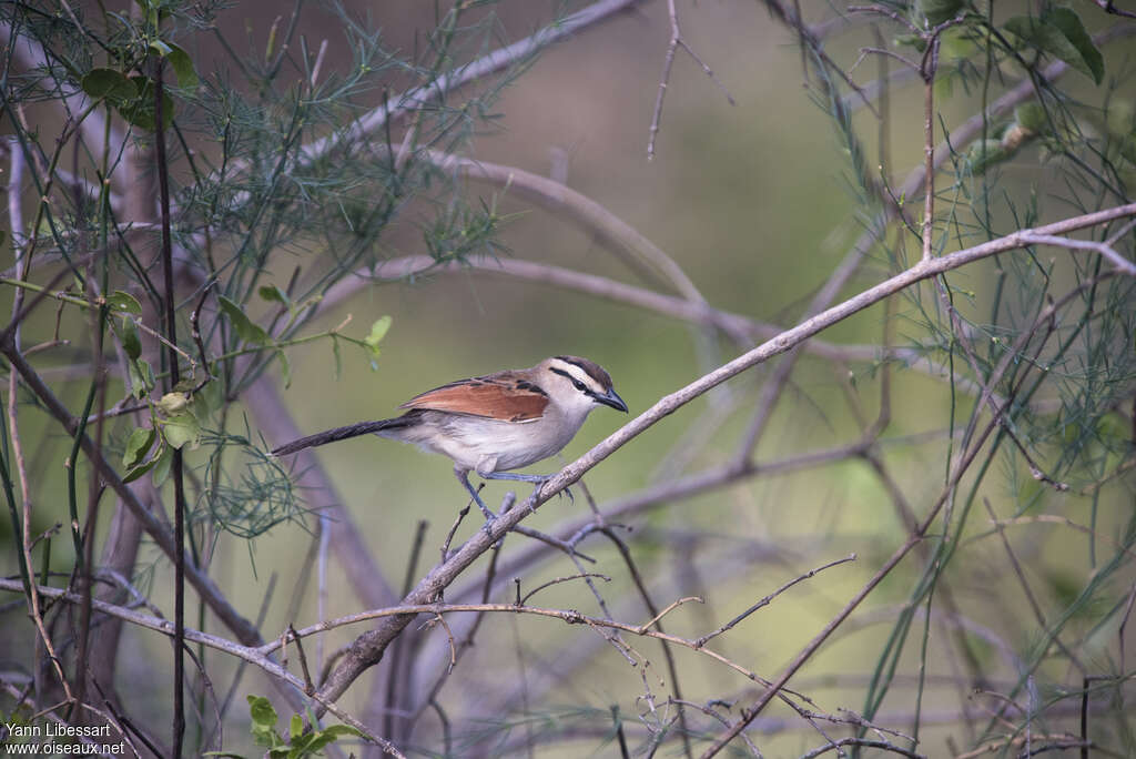 Brown-crowned Tchagraadult, habitat, pigmentation