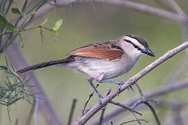 Brown-crowned Tchagra