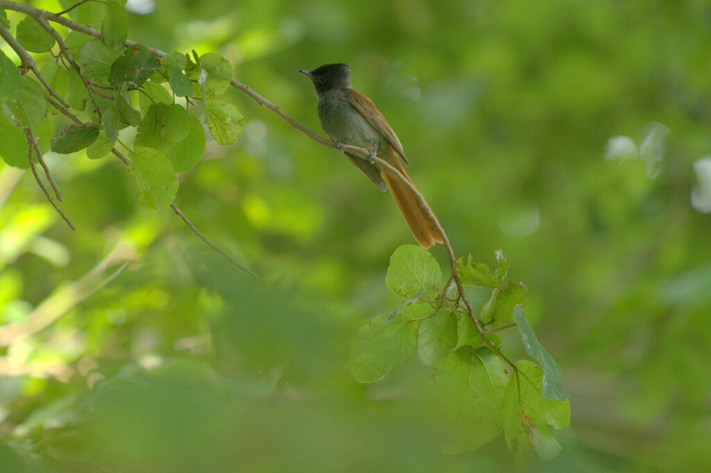 African Paradise Flycatcher