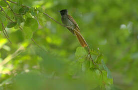 African Paradise Flycatcher