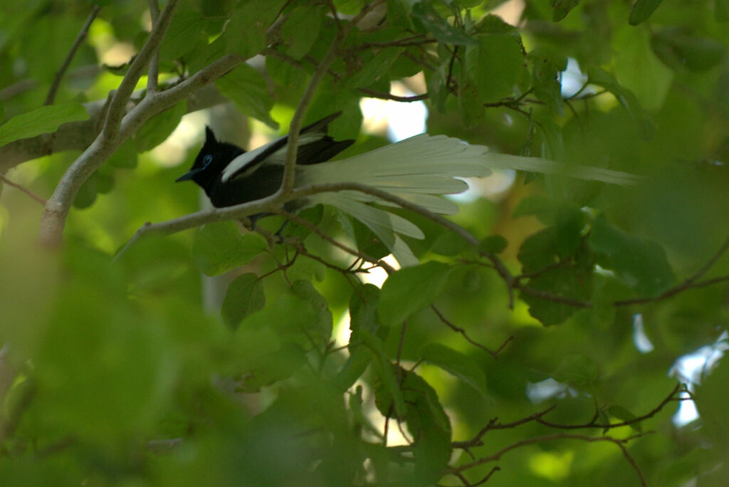 African Paradise Flycatcher male