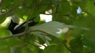 African Paradise Flycatcher