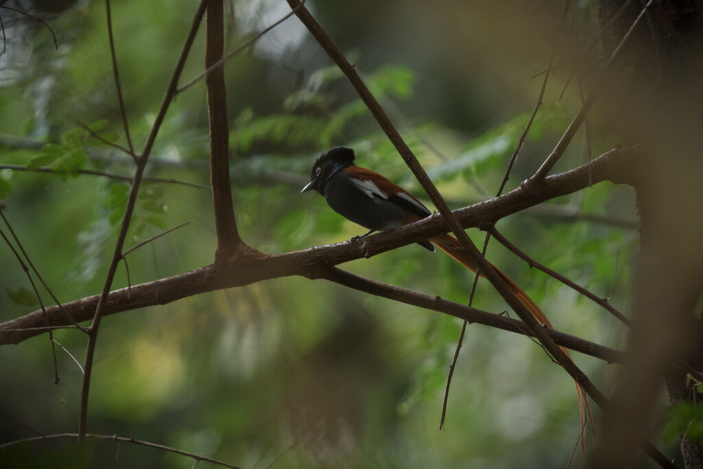 African Paradise Flycatcher