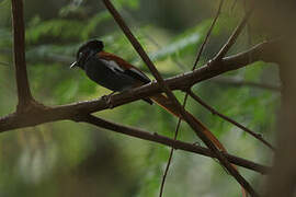 African Paradise Flycatcher