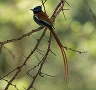 African Paradise Flycatcher