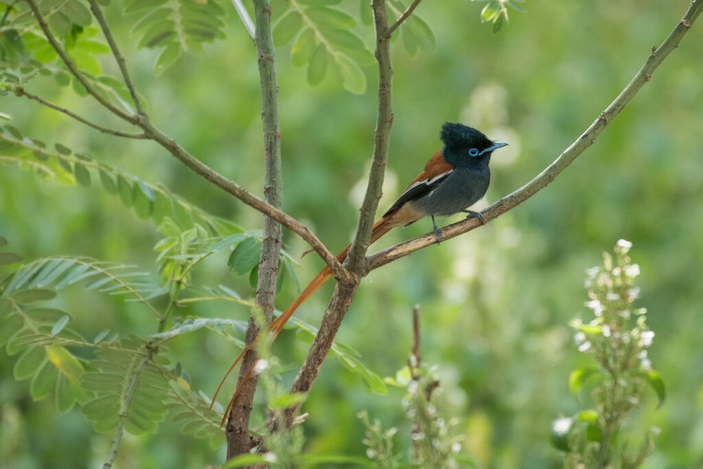 African Paradise Flycatcher