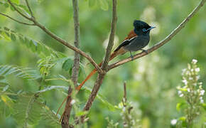 African Paradise Flycatcher