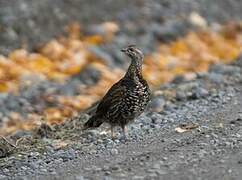 Spruce Grouse