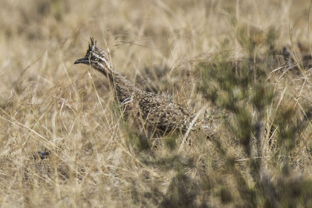 Tinamou élégant