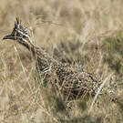 Tinamou élégant