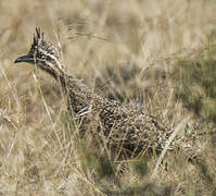 Elegant Crested Tinamou