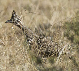 Tinamou élégant