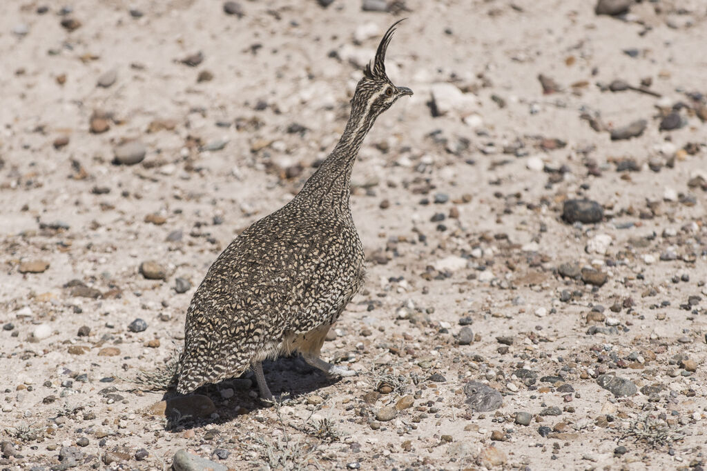 Elegant Crested Tinamou