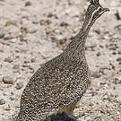 Tinamou élégant