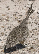 Elegant Crested Tinamou