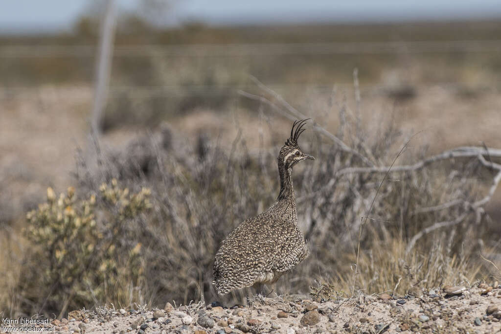 Tinamou élégantadulte, identification