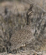 Elegant Crested Tinamou