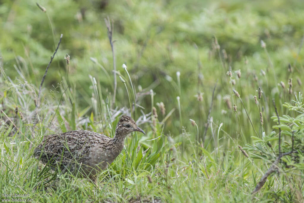 Tinamou perdrix, identification