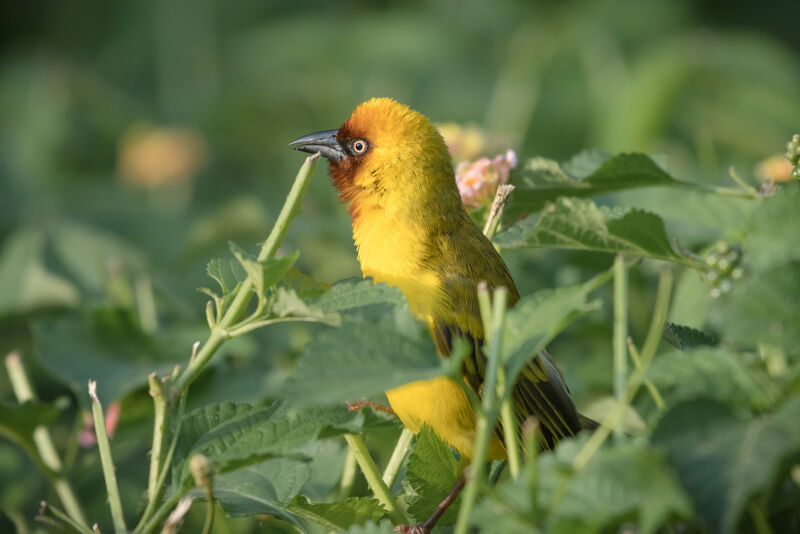 Northern Brown-throated Weaver male