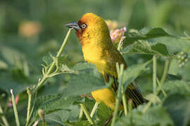 Northern Brown-throated Weaver