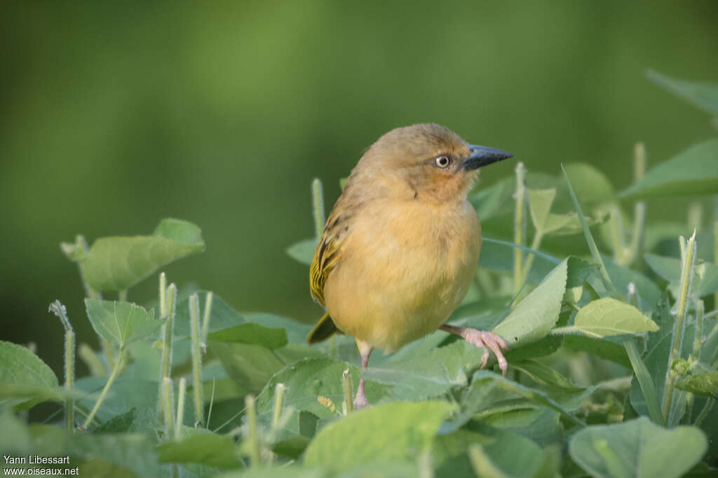 Northern Brown-throated Weaver female adult, close-up portrait