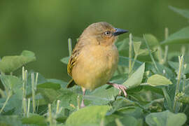 Northern Brown-throated Weaver