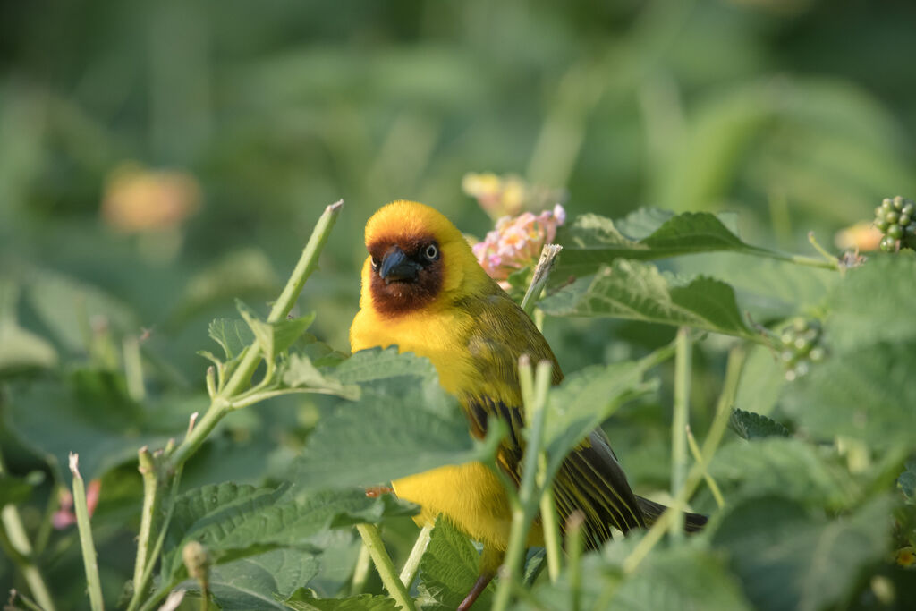 Northern Brown-throated Weaver