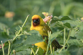 Northern Brown-throated Weaver