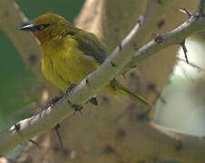 Spectacled Weaver