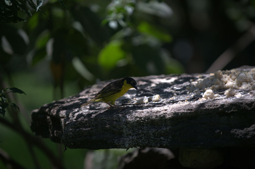 Baglafecht Weaver