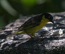 Baglafecht Weaver