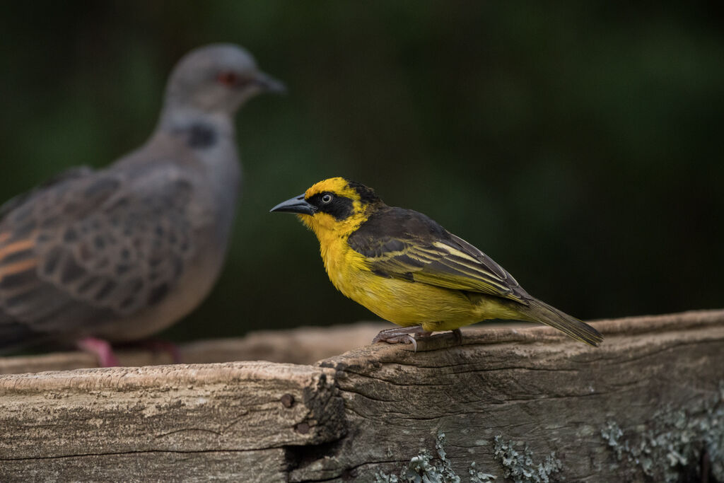 Baglafecht Weaver