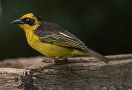 Baglafecht Weaver