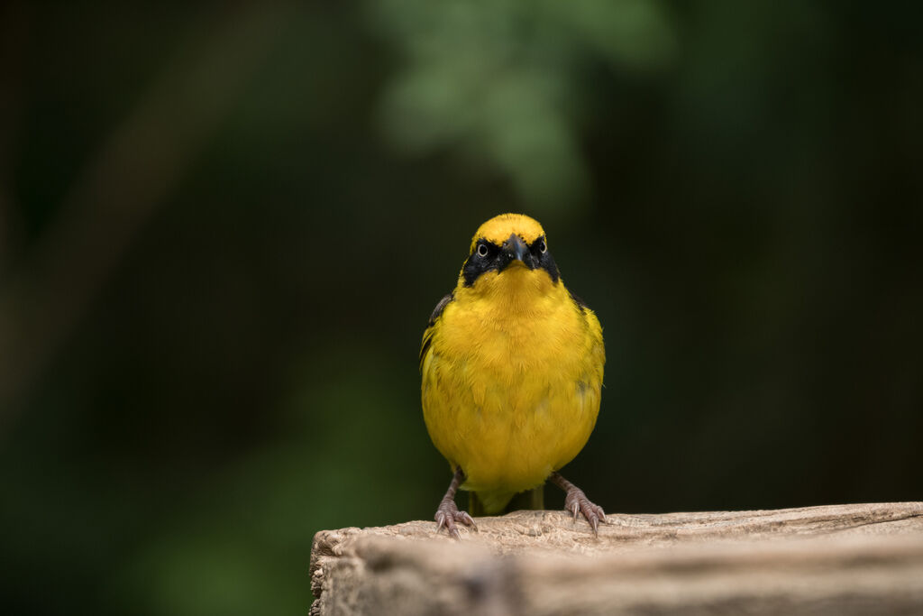 Baglafecht Weaver